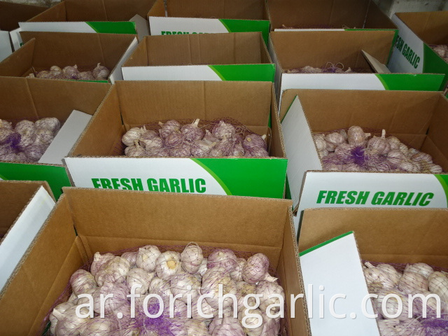 New Fresh Garlic Price